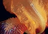 Wet Iris_00478